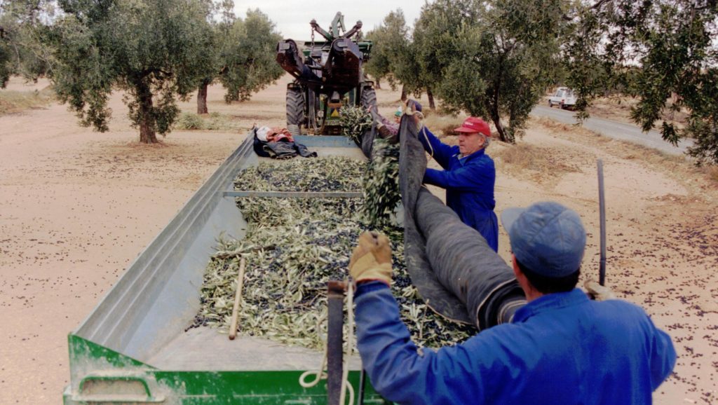 Foto recolección MARCHENICA 2003